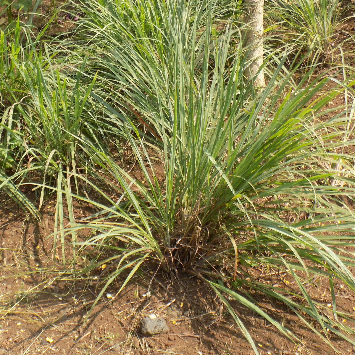CITRONNELLE OU VERVEINE DES INDES NT 