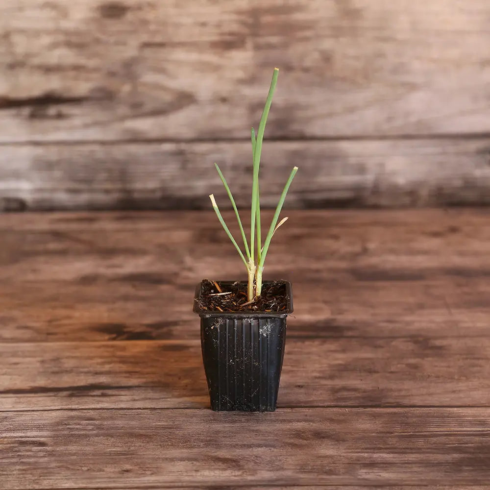 CIVE VIVACE SAINT JACQUES  - PLANT 