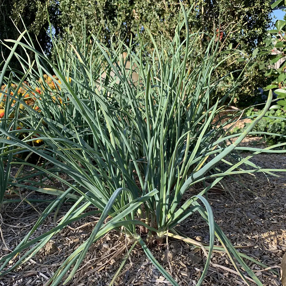 CIVE VIVACE SAINT JACQUES  - PLANT 