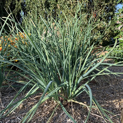 CIVE VIVACE SAINT JACQUES  - PLANT 