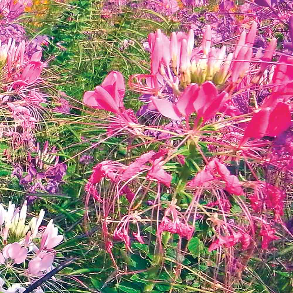 CLEOME VARIEE AB 