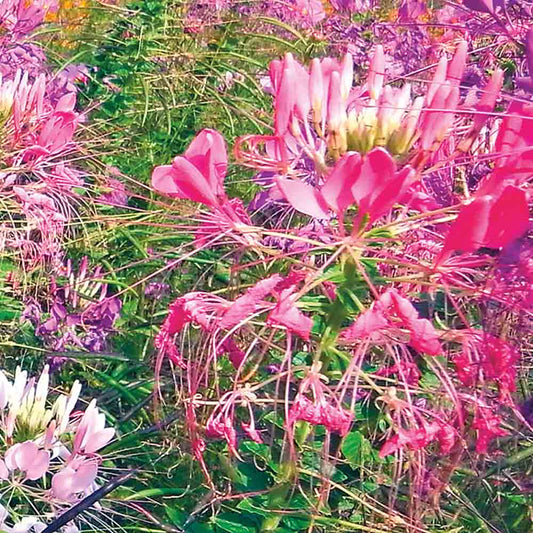 CLEOME VARIEE AB 