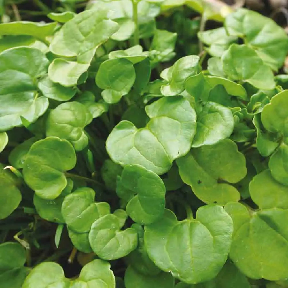 COCHLEAIRE OFFICINALE AB 