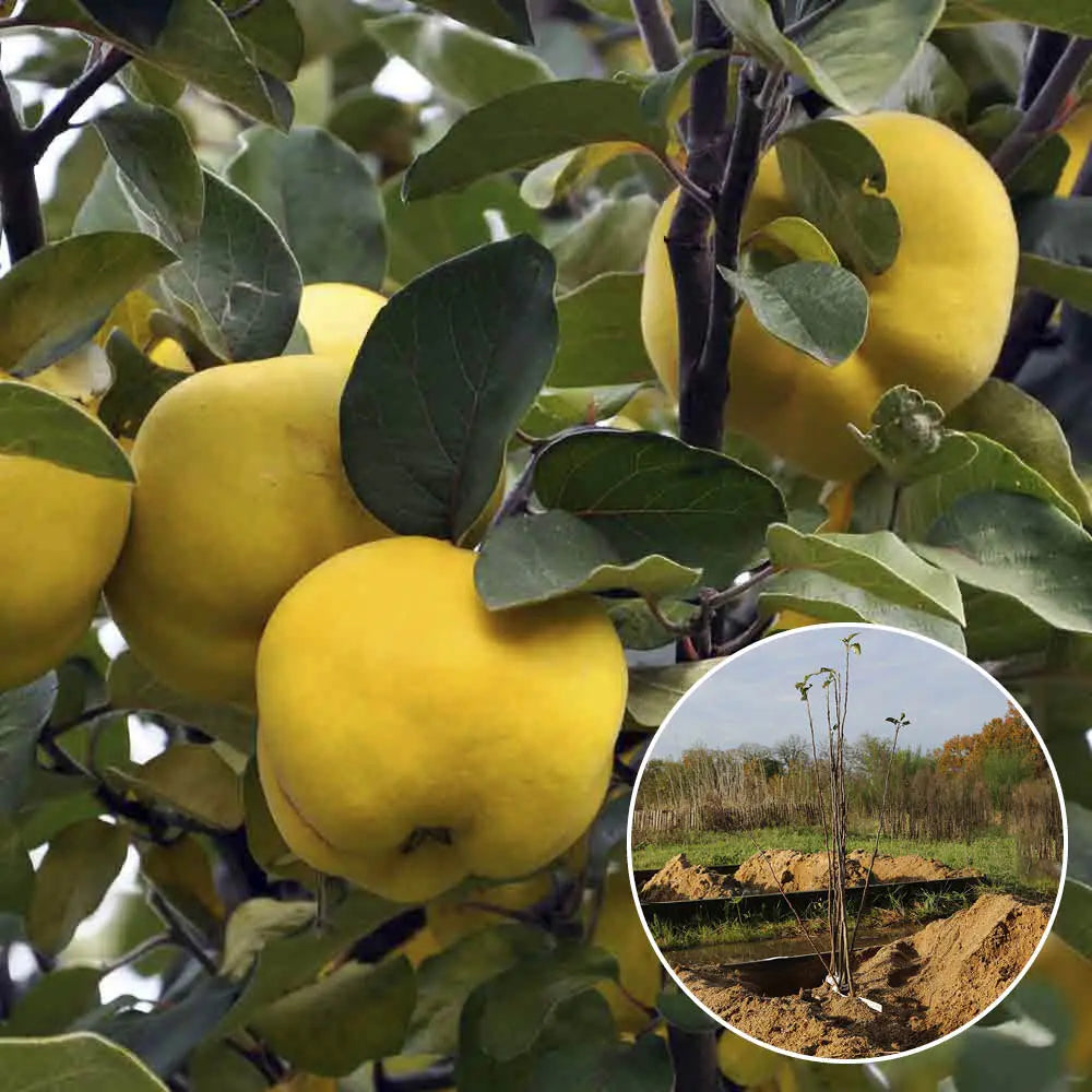 COGNASSIER JAUNE CHAMPION AB 