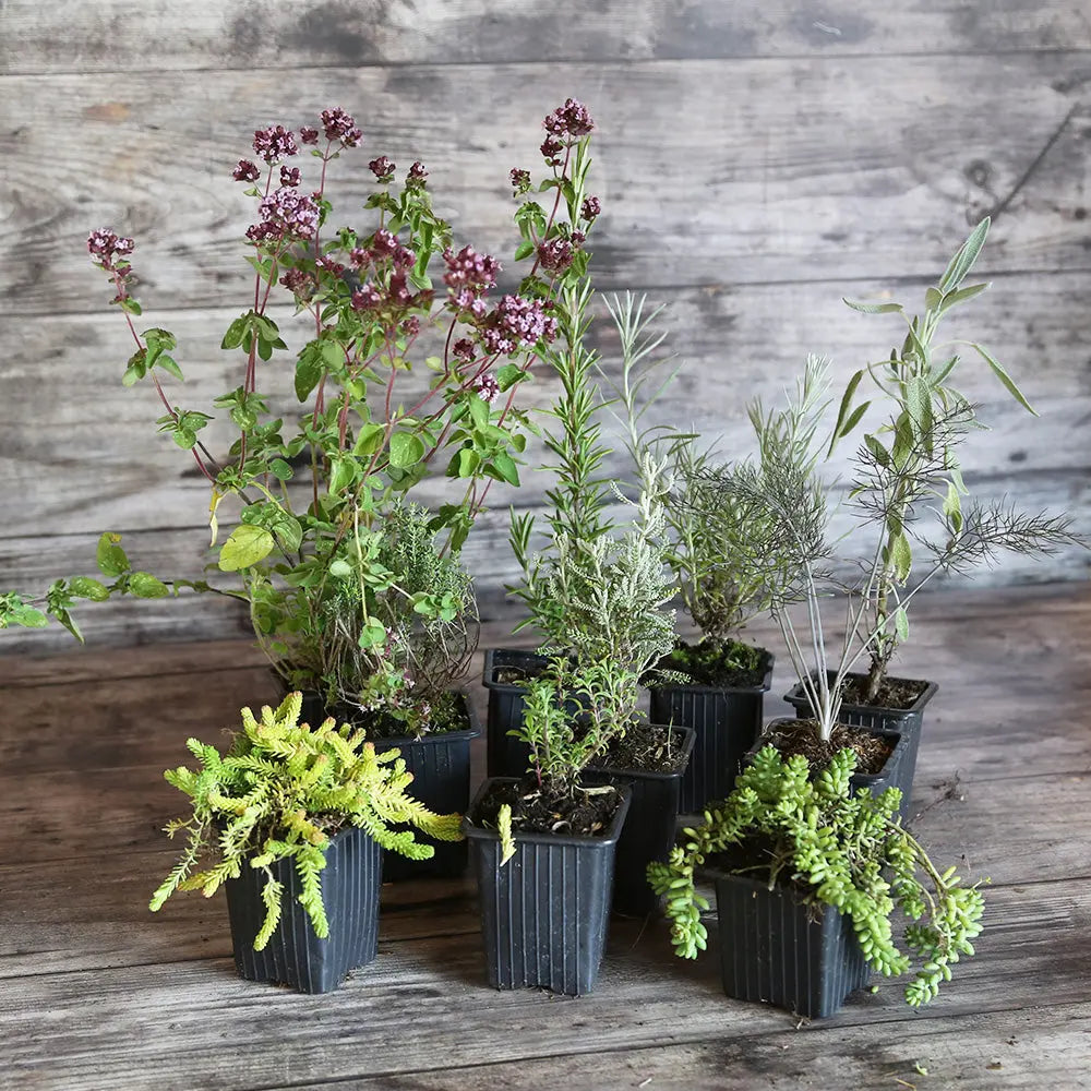 COLLECTION 10 PLANTS - AROMATIQUES SOLEIL 