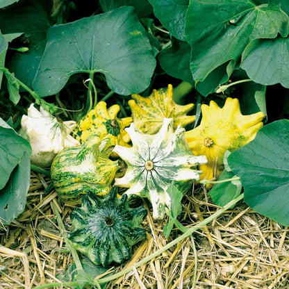 COLOQUINTES GRIFFES AB 