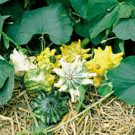 COLOQUINTES GRIFFES AB 