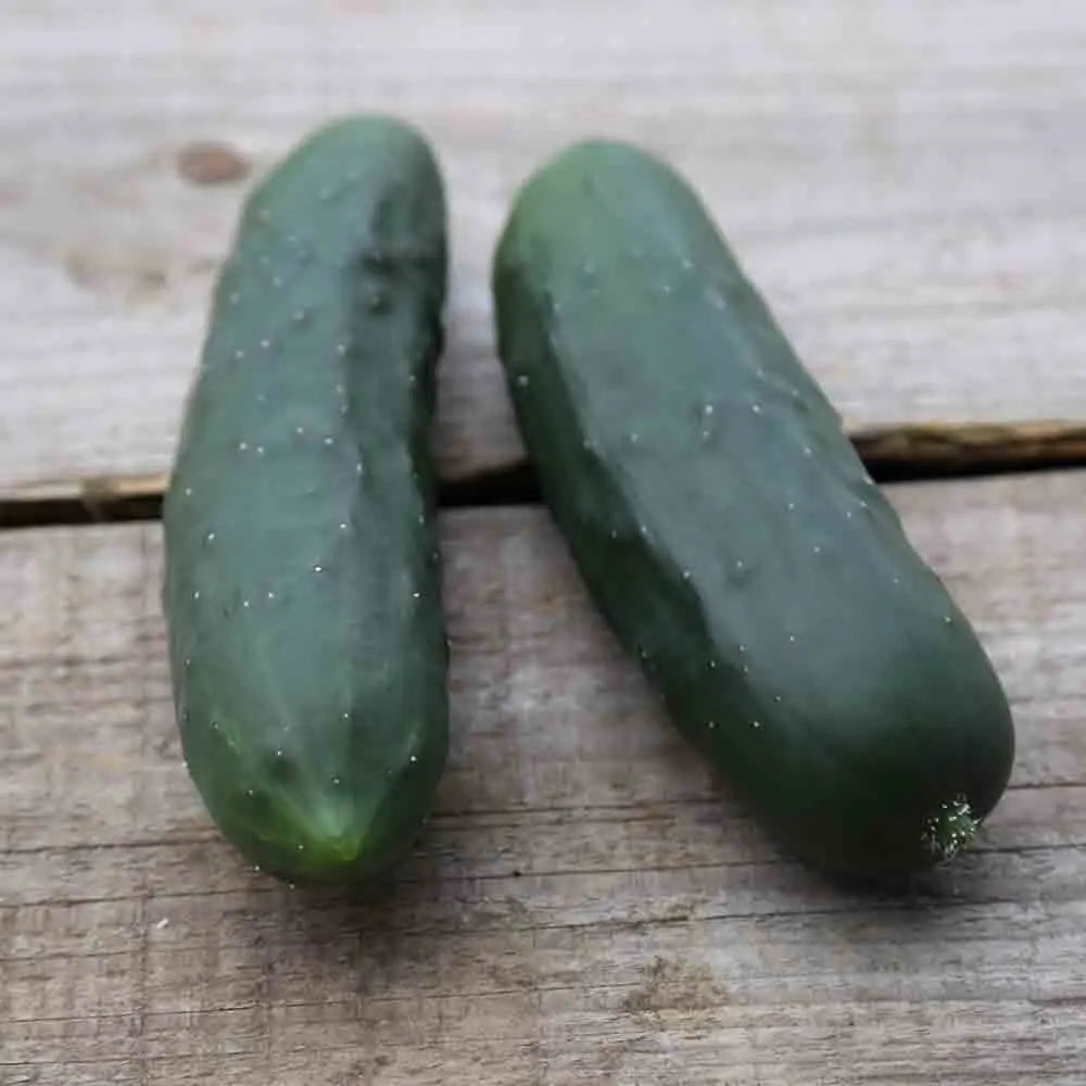 CONCOMBRE LE GENEREUX AB 