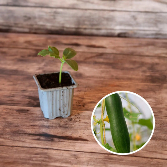 CONCOMBRE LE GENEREUX PLANT AB 