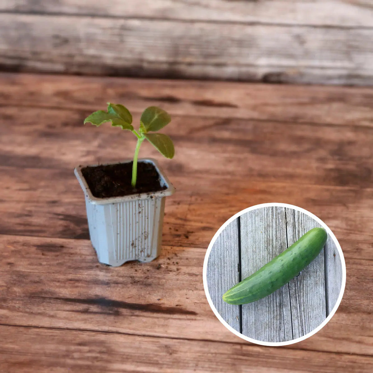CONCOMBRE LONG ANGLAIS PLANT AB 
