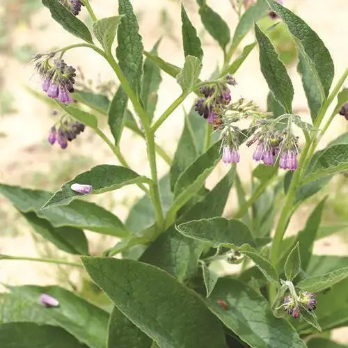 CONSOUDE OFFICINALE AB 