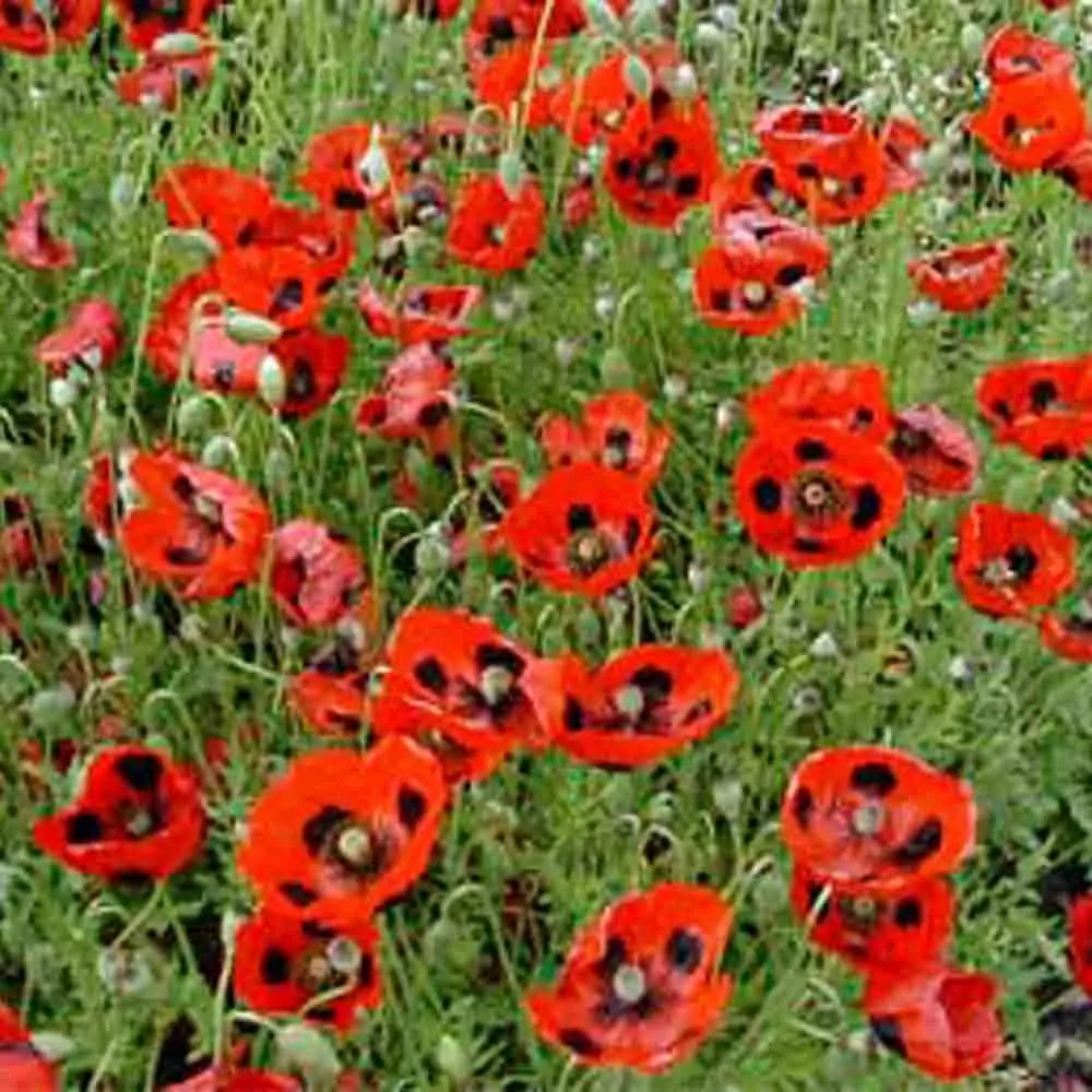 COQUELICOT PIERROT ou COCCINELLE AB 