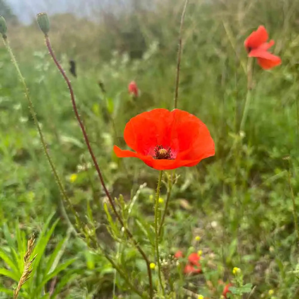 COQUELICOT SIMPLE ROUGE AB 
