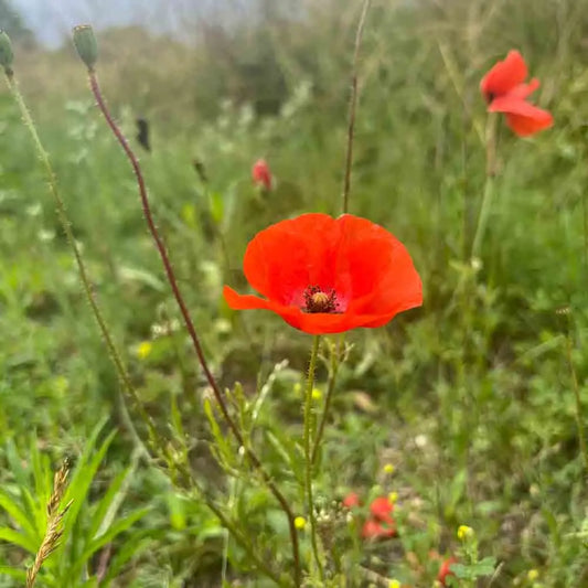 COQUELICOT SIMPLE ROUGE AB 