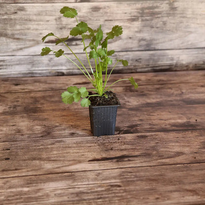 CORIANDRE AB - PLANT 