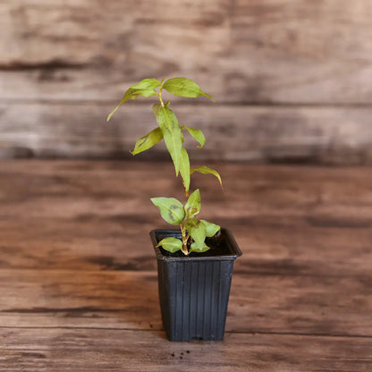 CORIANDRE VIETNAMIENNE (Polygonum thai) AB - PLANT 