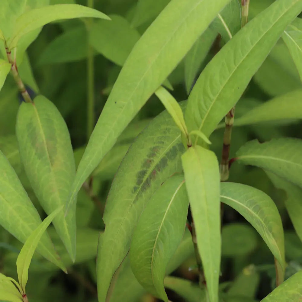CORIANDRE VIETNAMIENNE (Polygonum thai) AB - PLANT 