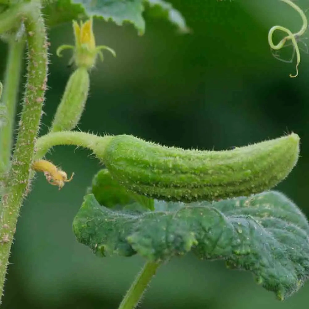 CORNICHON DE BOURBONNE AB 