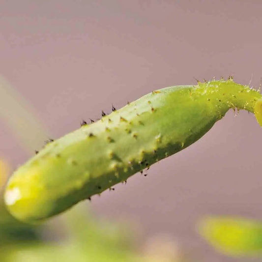 CORNICHON FIN DE MEAUX AB 