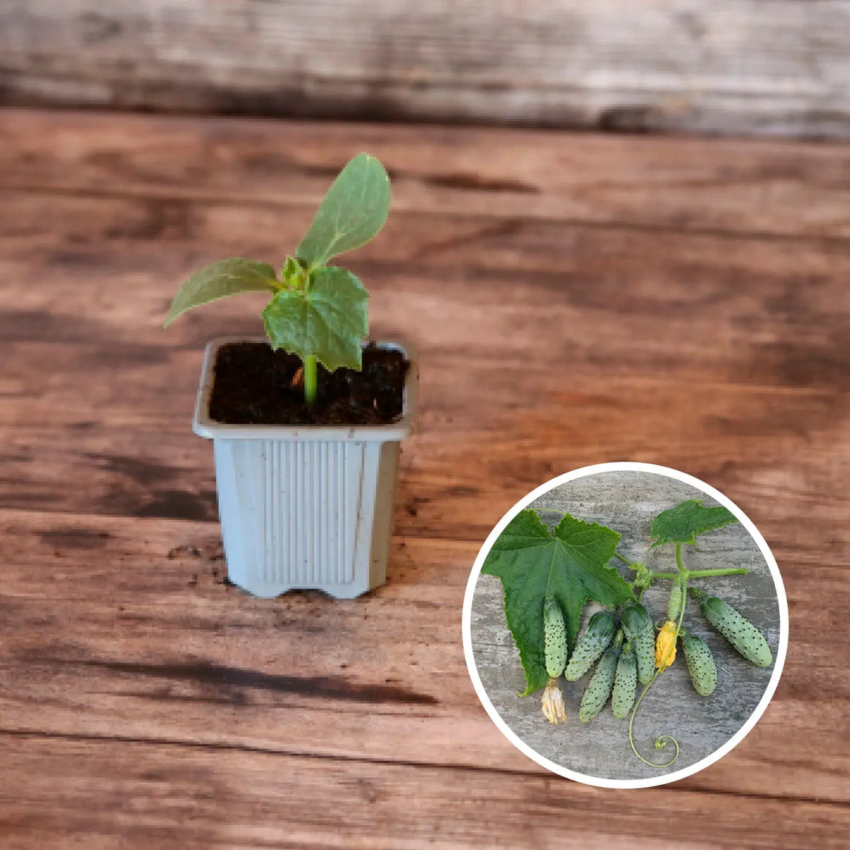 CORNICHON VERT PETIT DE PARIS PLANT AB 