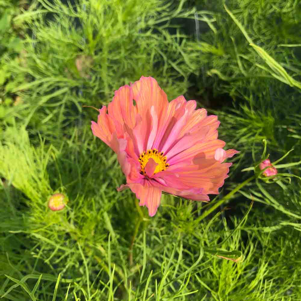 COSMOS APRICOTTA AB 