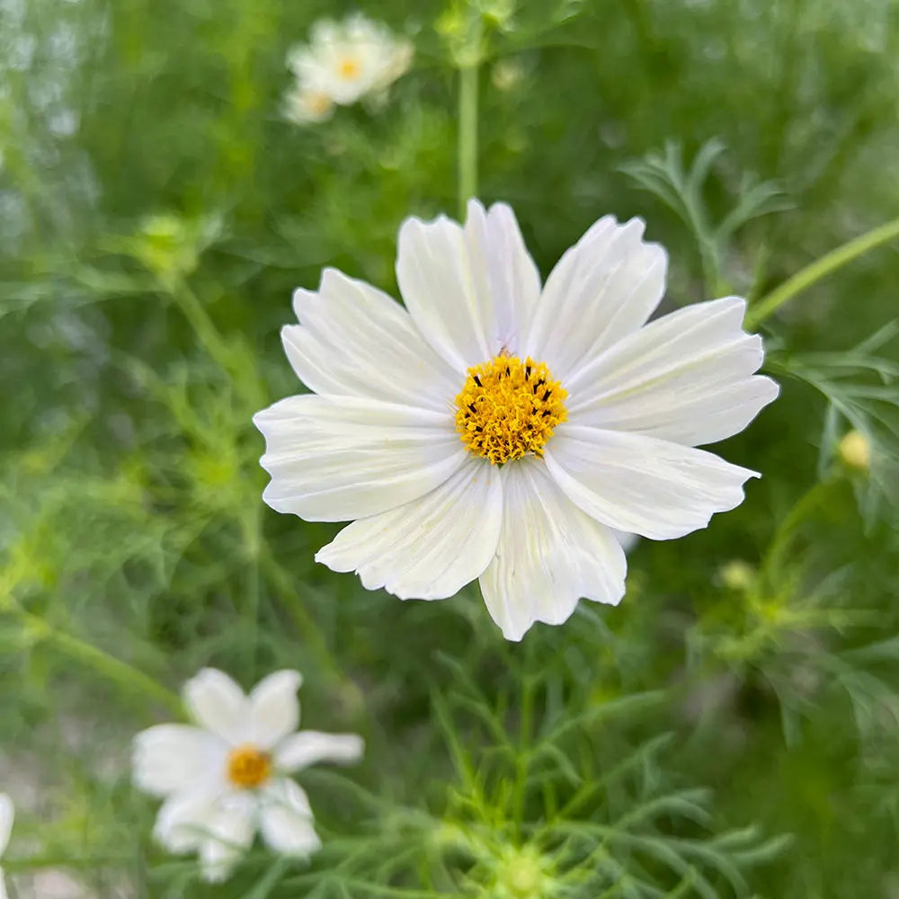 COSMOS JAPANESE KIIRO AB 