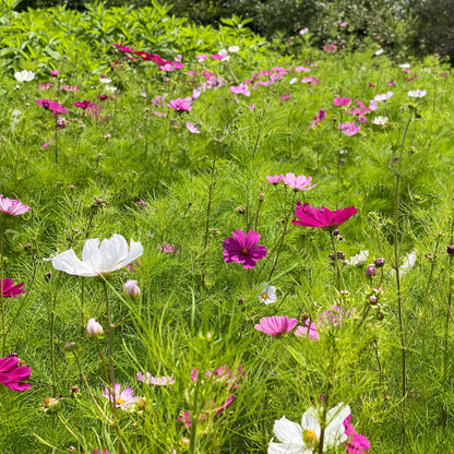 COSMOS SENSATION VARIE AB 
