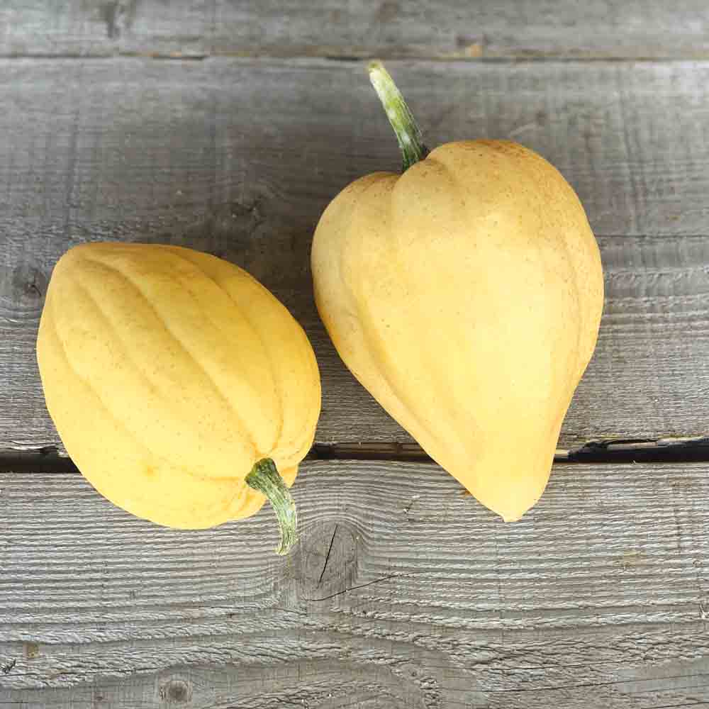 COURGE ACORN THELMA SANDERS AB 