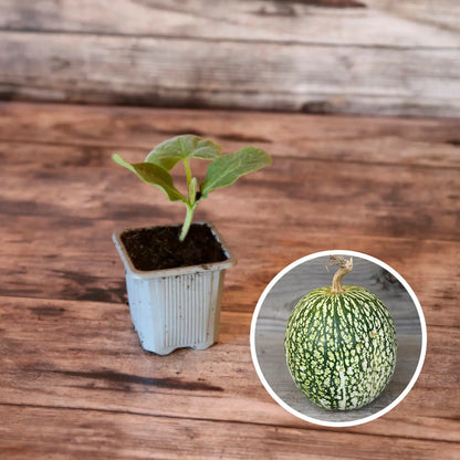 COURGE DE SIAM AB - PLANT 