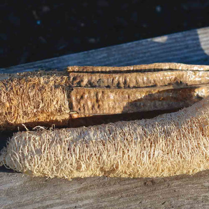 COURGE EPONGE (LUFFA) NT 