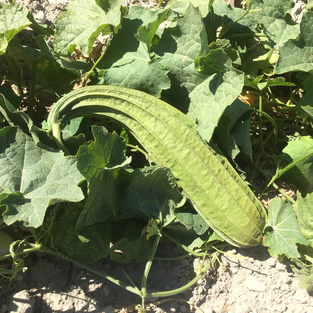 COURGE LUFFA ANGULAIRE SWEET BEAUTY AB 