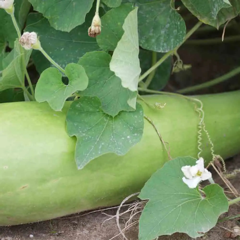 COURGE MASSUE COMESTIBLE MASSUE LONGUE OU COURGETTE GRIMPANTE AB 