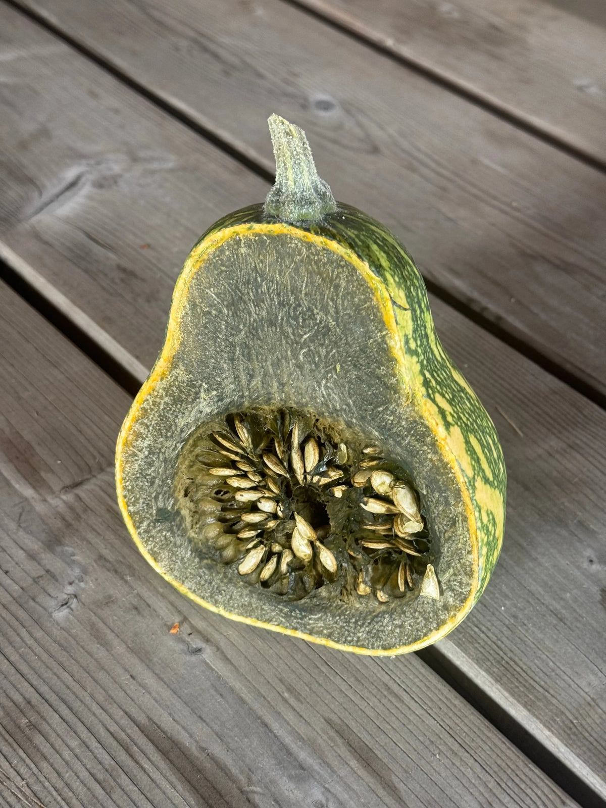 COURGE MUSQUEE AYOTE A CHAIR VERTE DU GUATEMALA AB 