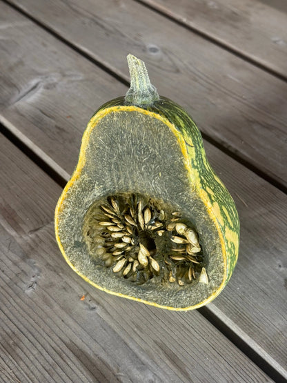 COURGE MUSQUEE AYOTE A CHAIR VERTE DU GUATEMALA AB 
