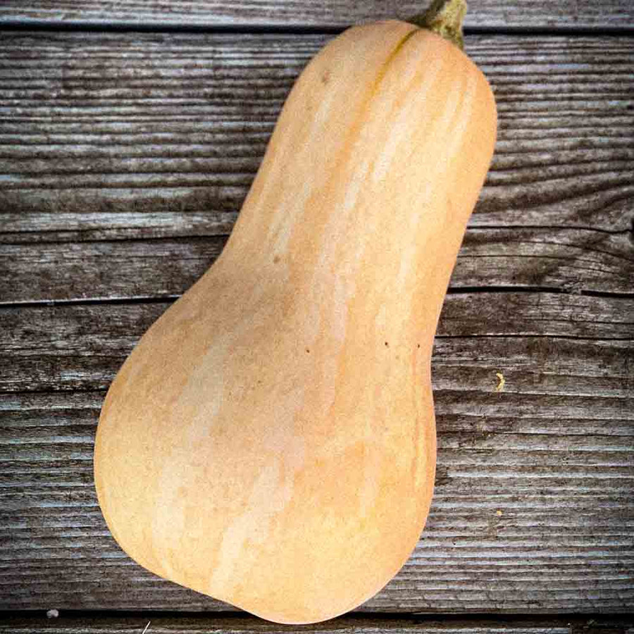 Butternusskürbis