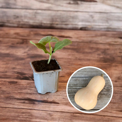 COURGE MUSQUEE BUTTERNUT AB - PLANT 