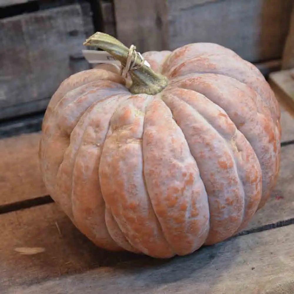 COURGE MUSQUEE FUTSU BLACK RINDED AB 