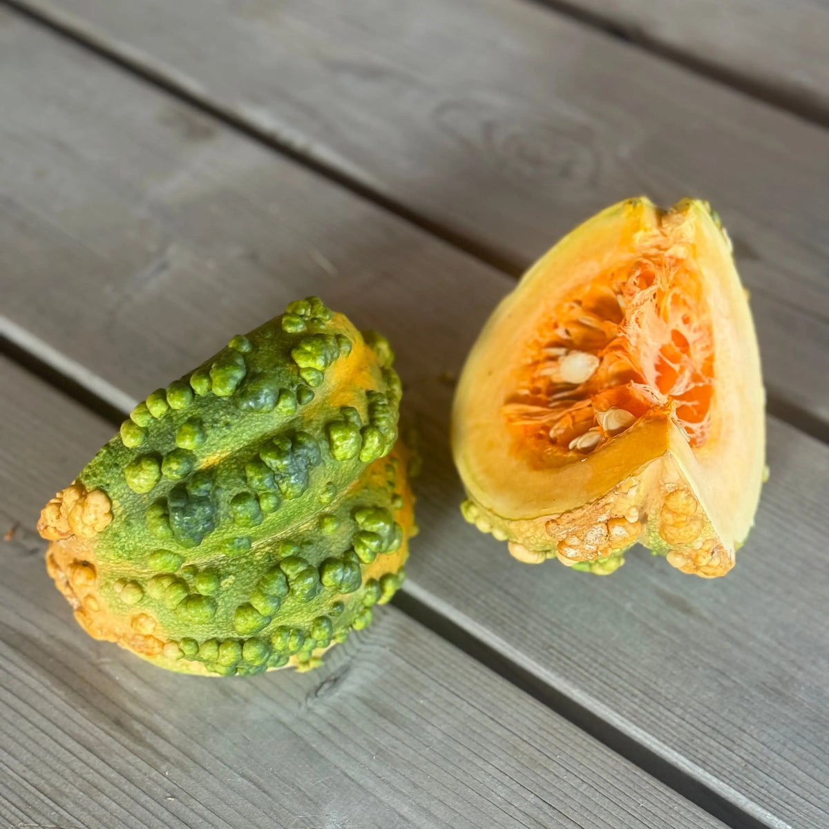 COURGE MUSQUEE GALEUSE DU MAROC AB 