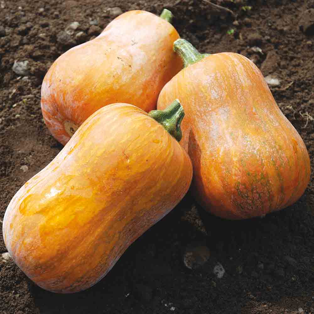 COURGE MUSQUEE HONEYNUT AB 