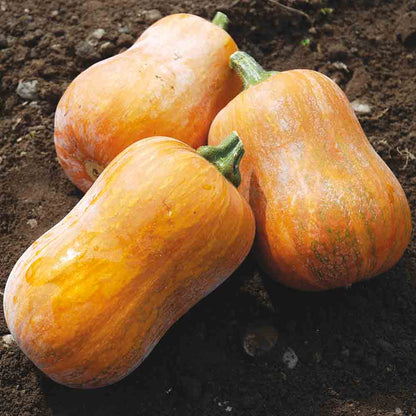 COURGE MUSQUEE HONEYNUT AB 