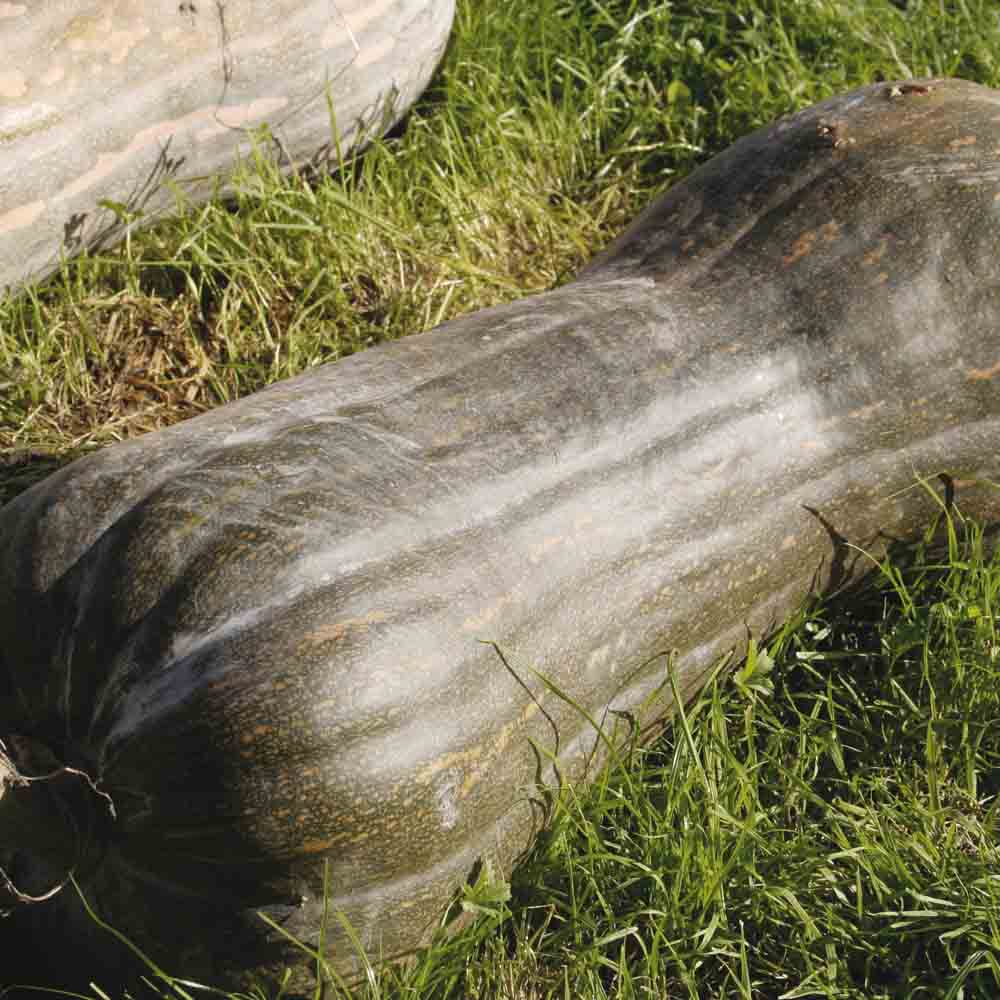COURGE MUSQUEE PLEINE DE NAPLES AB 