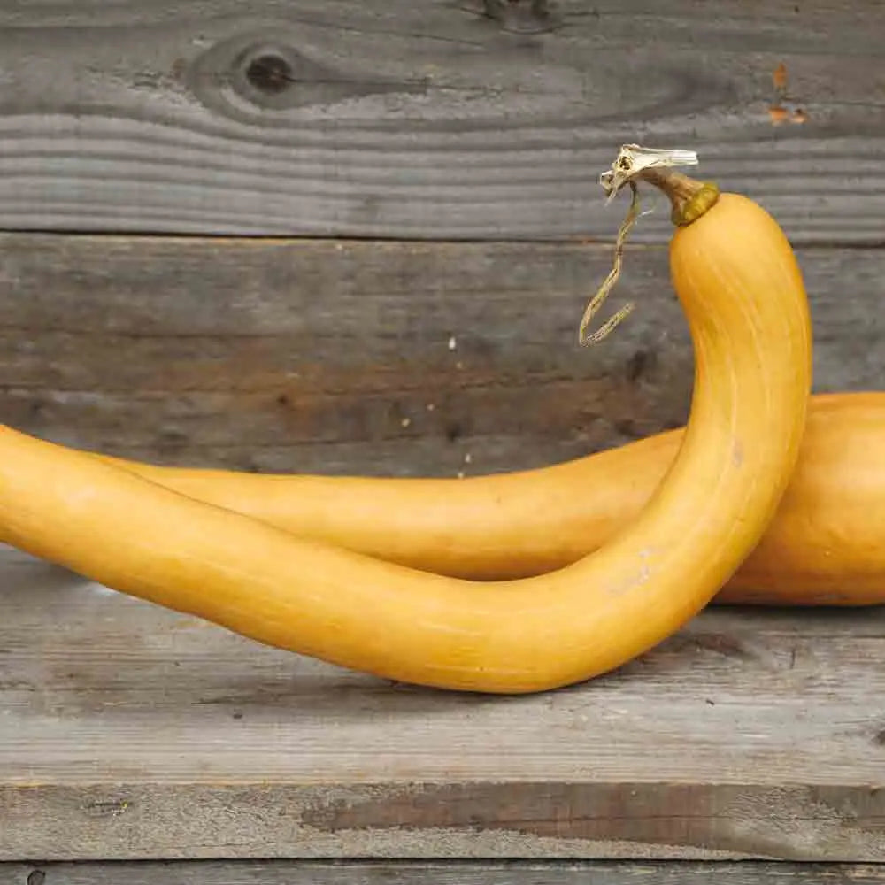 COURGE MUSQUEE TROMBOCINO D'ALBINGA AB 