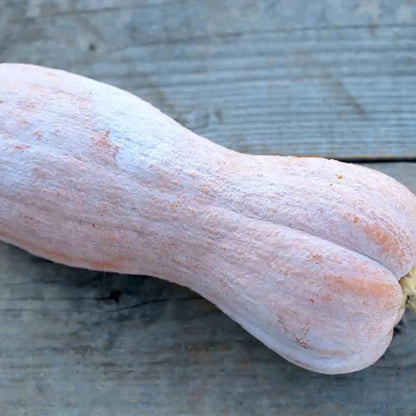 COURGE MUSQUEE VIOLINA AB 