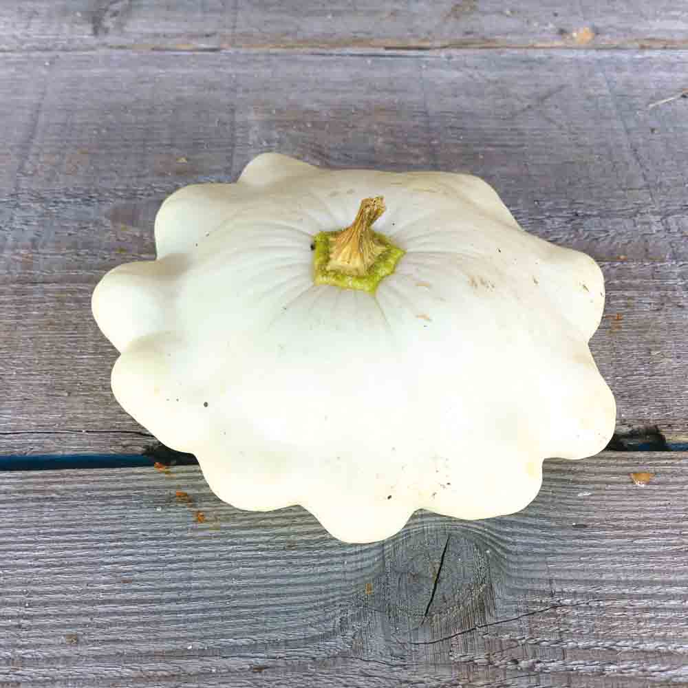 COURGE PATISSON BLANC AB 