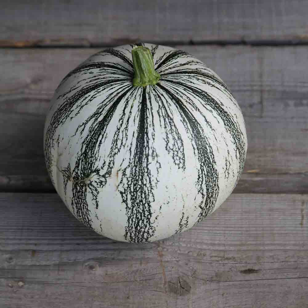 COURGE PEPITA SQUASH AB 