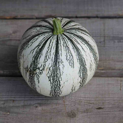 COURGE PEPITA SQUASH AB 