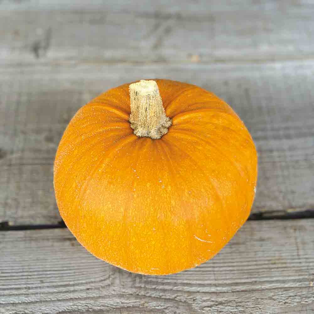 COURGE PETITE SUCREE AB 