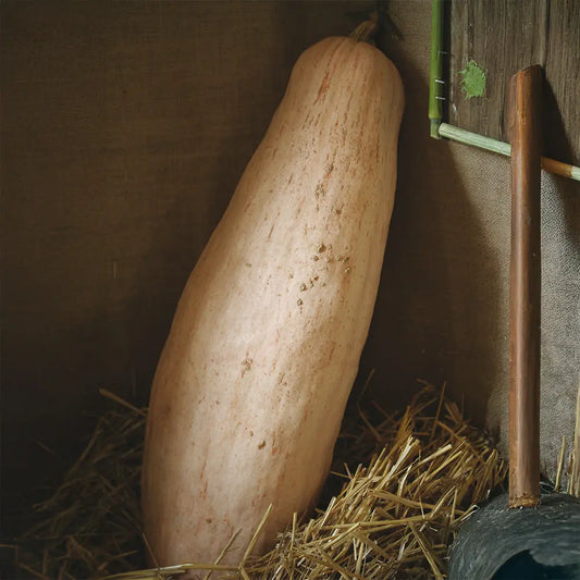 COURGE PINK JUMBO BANANA AB 