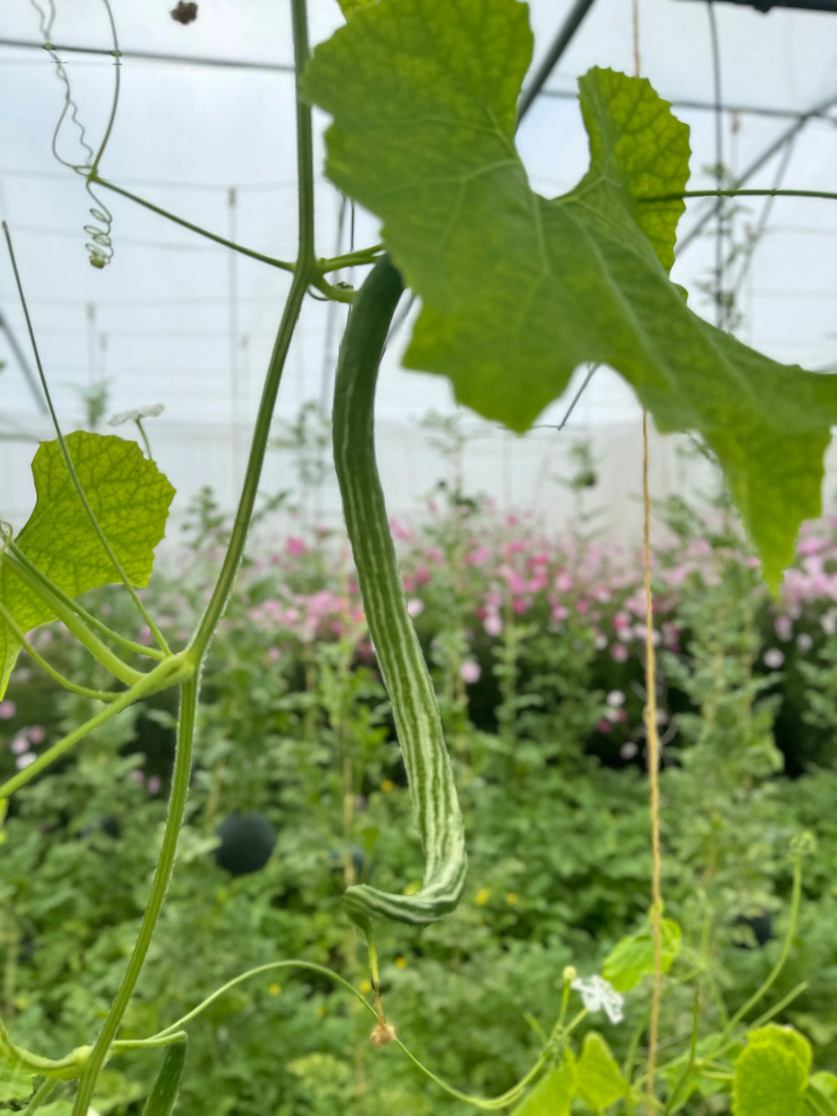 COURGE SERPENT OU FLEURS DENTELLES AB 