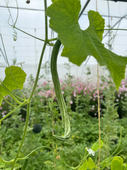 COURGE SERPENT OU FLEURS DENTELLES AB 
